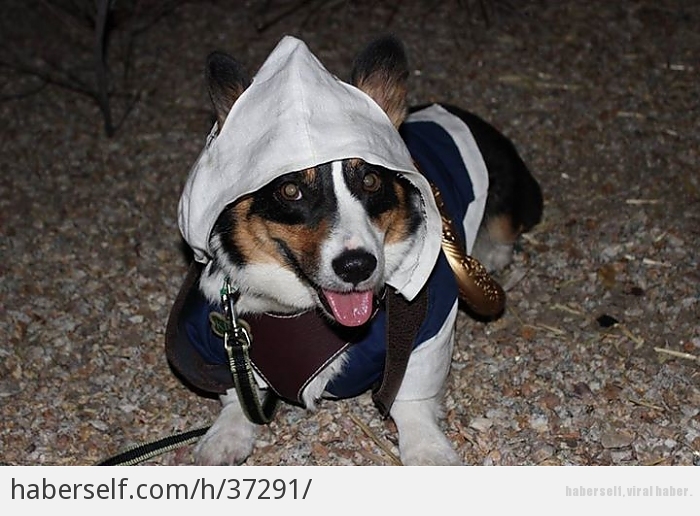 maske filmindeki köpeğin cinsi