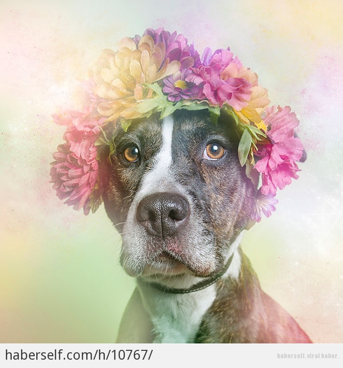 pitbullari sirin gostermek icin susleyip pusleyerek resimlerini ceken sanatcinin calismasindan 11 sirin kare haberself turkiye nin viral haber merkezi